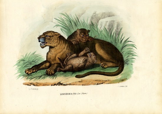 Lioness With Cubs from Raimundo Petraroja