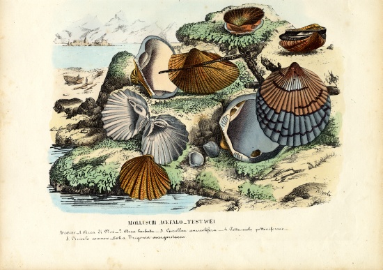 Mussels from Raimundo Petraroja