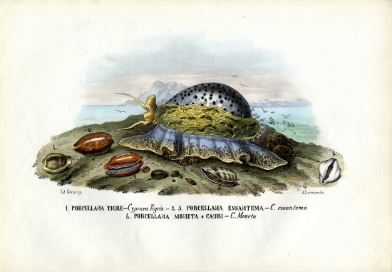 Mussels from Raimundo Petraroja