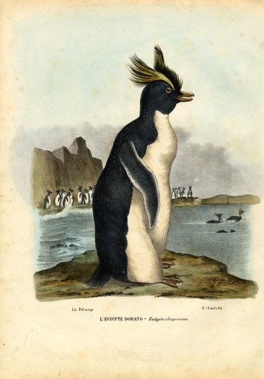 Northern Rockhopper Penguin from Raimundo Petraroja