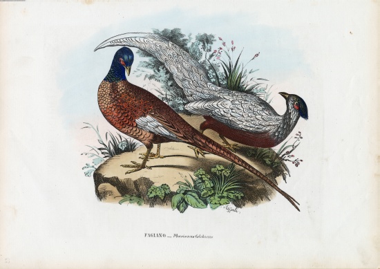 Pheasant from Raimundo Petraroja