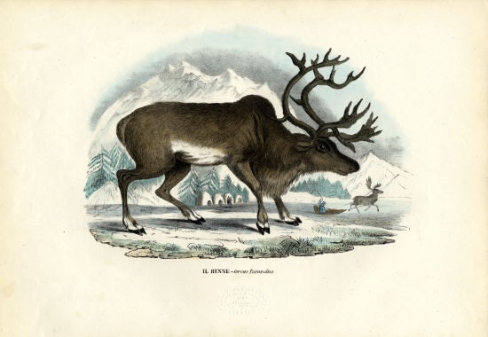 Reindeer from Raimundo Petraroja