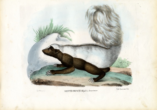 Skunk from Raimundo Petraroja