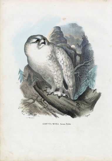 Snowy Owl from Raimundo Petraroja