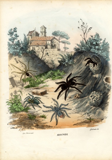 Spiders from Raimundo Petraroja