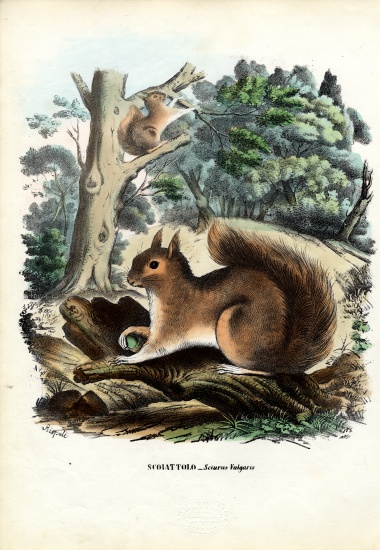 Squirrel from Raimundo Petraroja