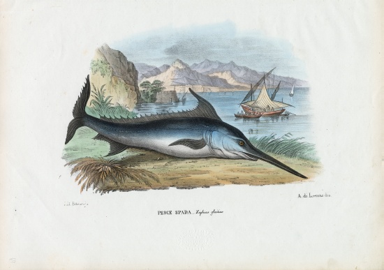 Swordfish from Raimundo Petraroja