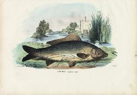 Common Carp