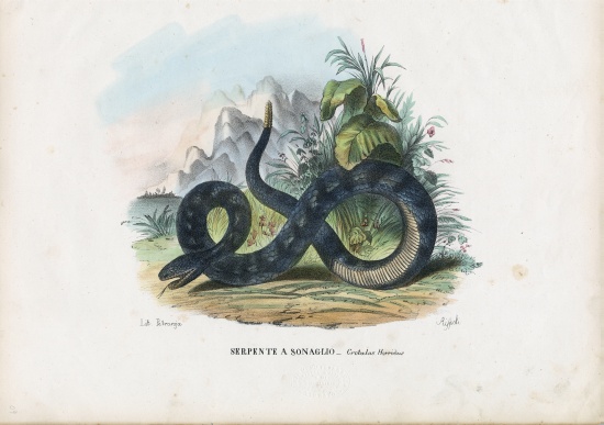 Timber Rattlesnake from Raimundo Petraroja