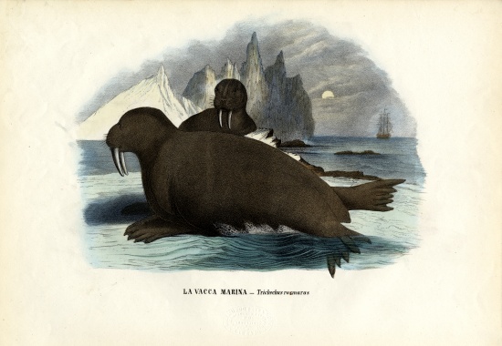 Walrus from Raimundo Petraroja