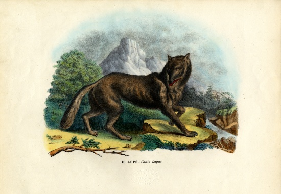 Wolf from Raimundo Petraroja
