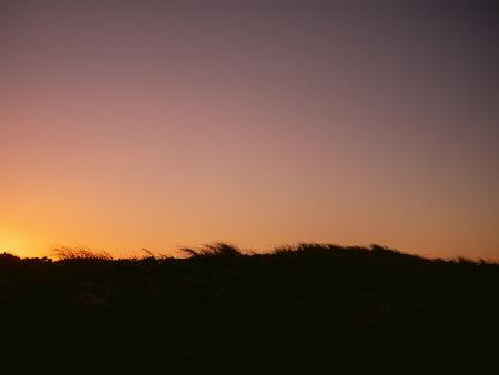 Dune Grass Sunset Horizontal