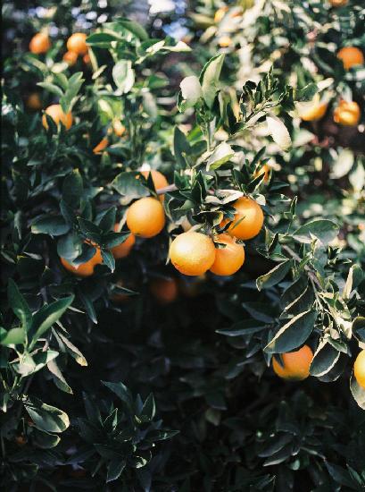 Marrakesh Oranges