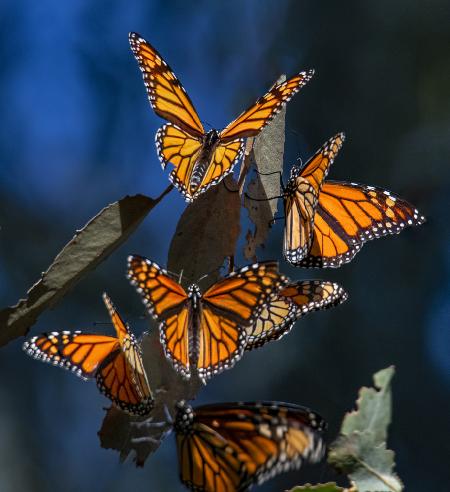 Monarchs in the blue morning