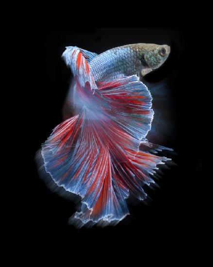 Blue and red bettafish