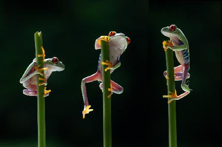 Three frogs in action