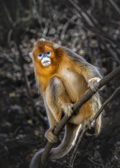 The Golden Snub -nosed Monkey