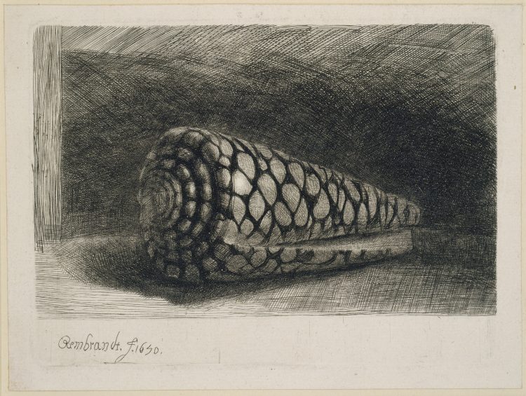 The Shell from Rembrandt van Rijn