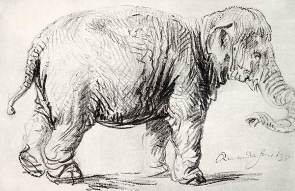 An Elephant from Rembrandt van Rijn