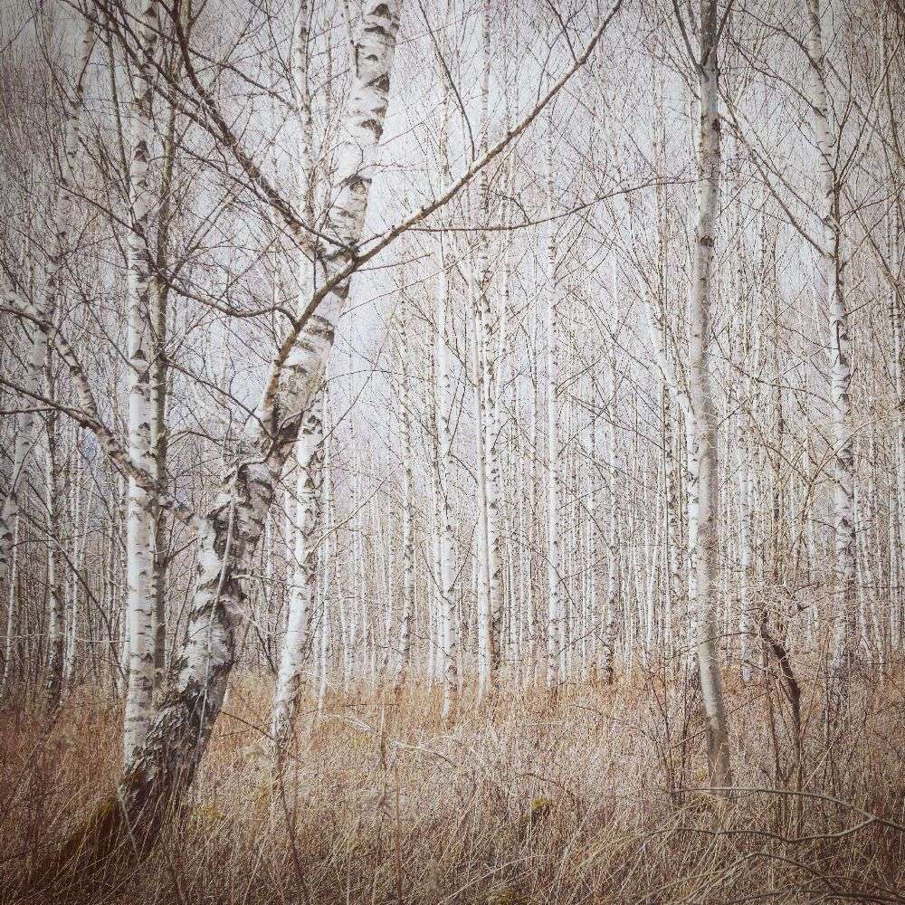 birch forest from Renate Wasinger