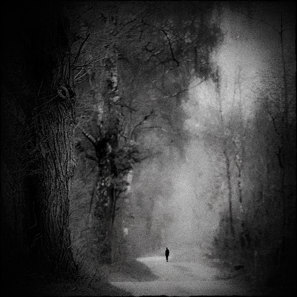 the loneliness in the forest from Renate Wasinger