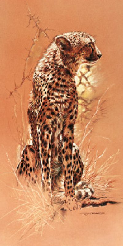 Cheetah from Renato Casaro