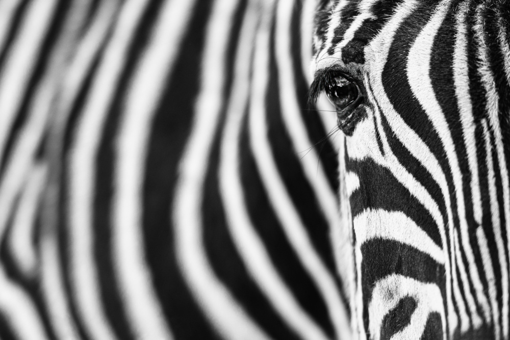 Zebra stripes from Richard Guijt