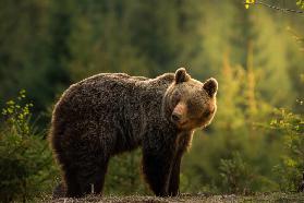 Backlit bear