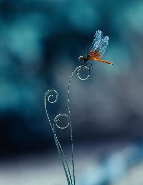 dragonfly