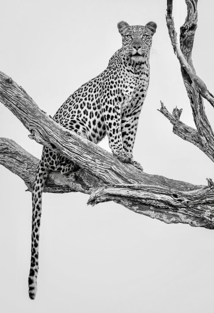Leopard Portrait - Mono Var from Rob Darby