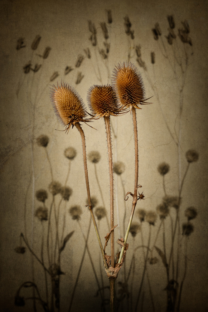 Teasel from Rob Olivier