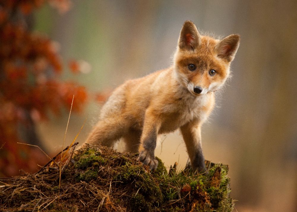 Fox from Robert Adamec