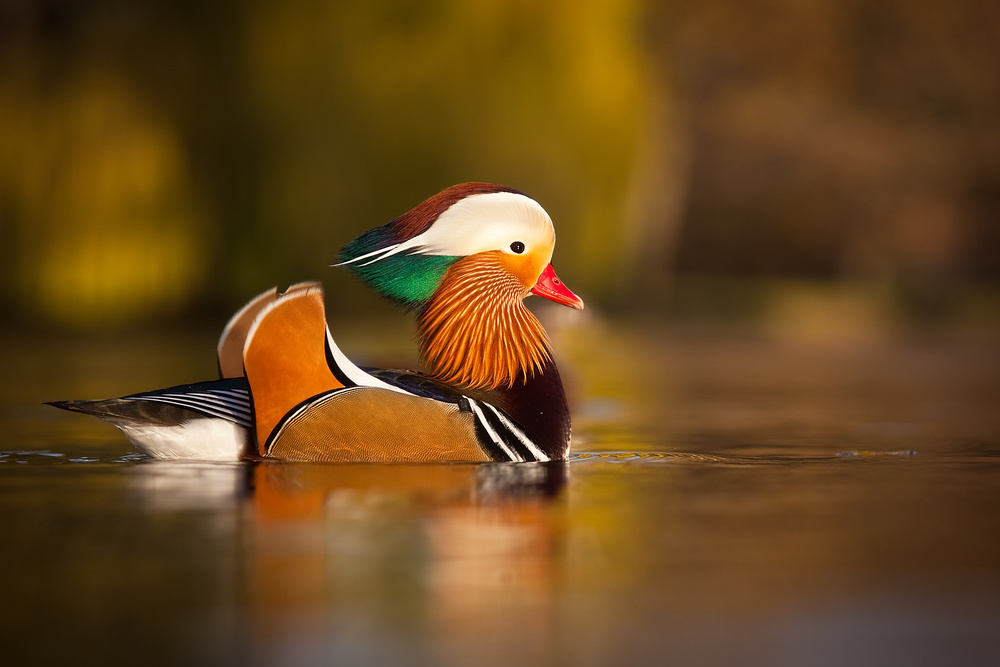 Mandarin duck from Robert Adamec