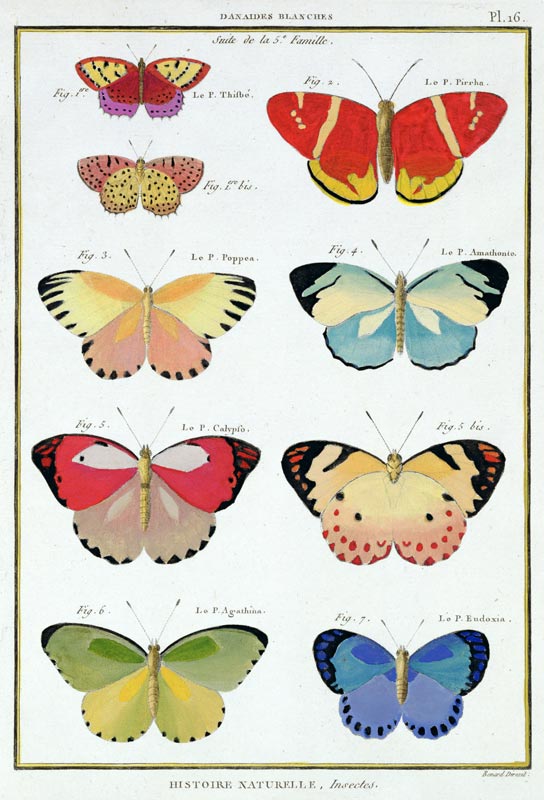 Butterflies from 'Histoire Naturelle des Insectes' by M. Olivier (coloured engraving) from Robert Benard