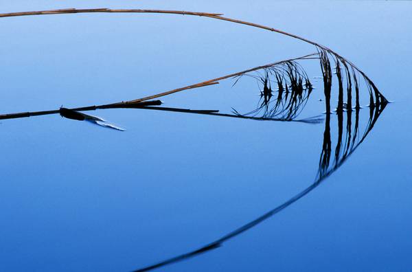Schilfrohr Spiegelung im blauem Wasser from Robert Kalb