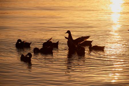 Enten im Abendlicht am Lago Trasimeno