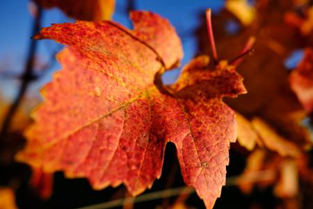 leuchtend rote Blätter am Weinstock