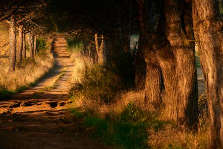 Romantischer Weg durch eine Baumallee im Morgenlicht