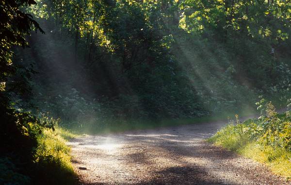 Wanderweg durch einen Wald mit Sonnenstrahlen from Robert Kalb