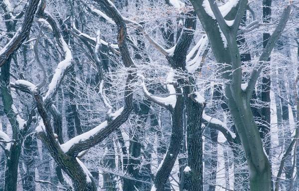 Wienerwald im Winter from Robert Kalb