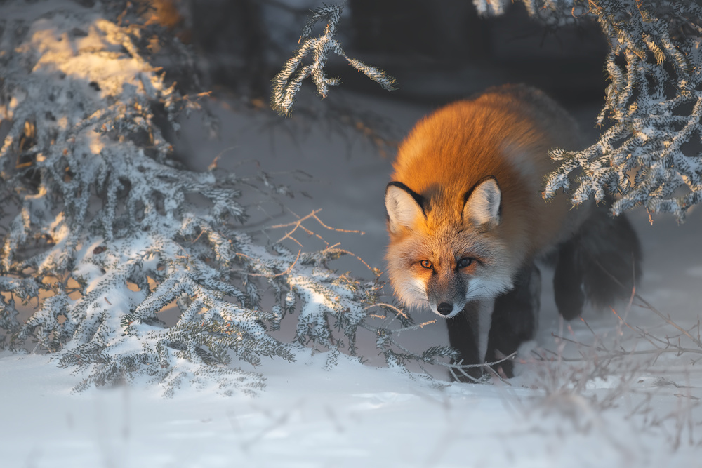 Red Fox from Roberto Marchegiani