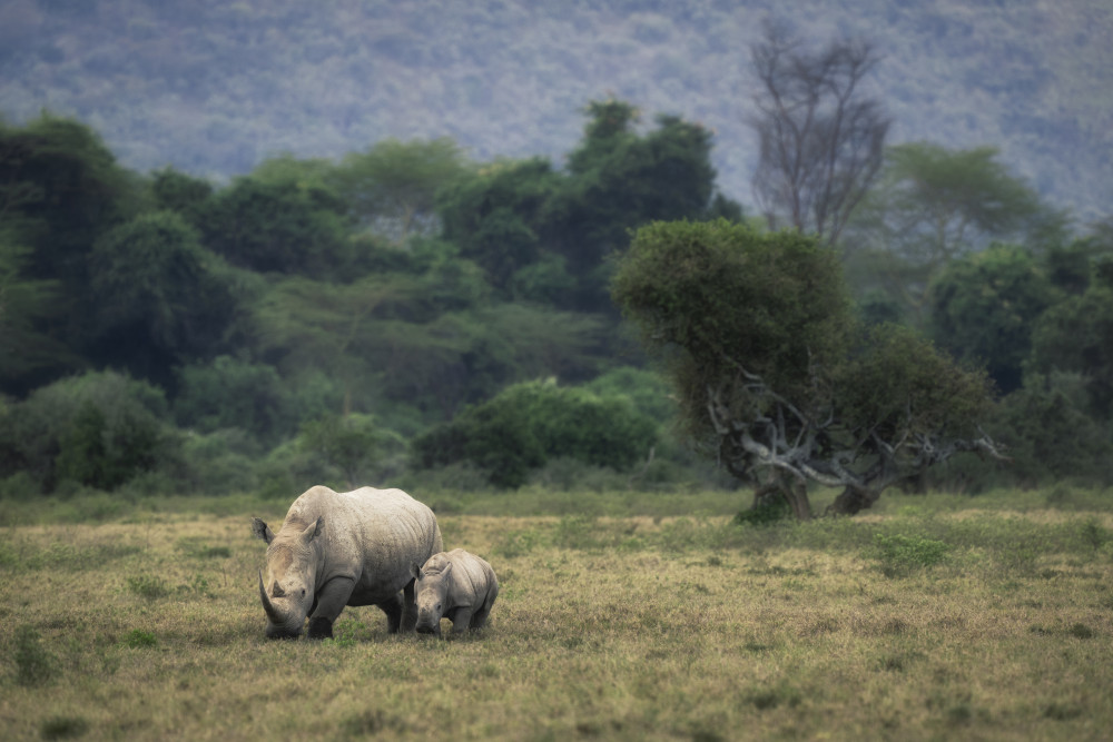White Rhino from Roberto Marchegiani