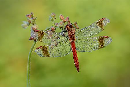 dragonfly