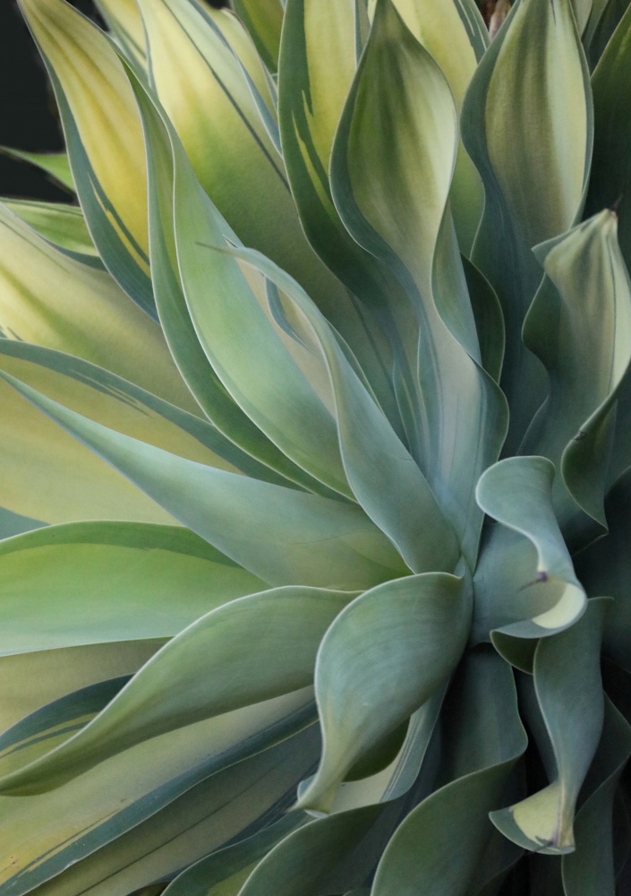 The Agave along the California Coast from Robin Wechsler