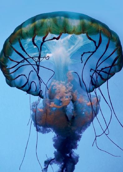 The parts of a Jelly