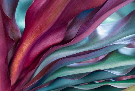 A Maui rainbow succulent botanical abstract