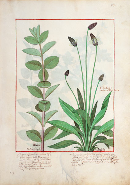 Ms Fr. Fv VI #1 fol.113 Mint and Plantain, or Ribwort from Robinet Testard