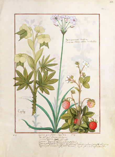 Ms Fr. Fv VI #1 fol.128r Consiligo, Burreed and Strawberry, illustration from 'The Book of Simple Me from Robinet Testard