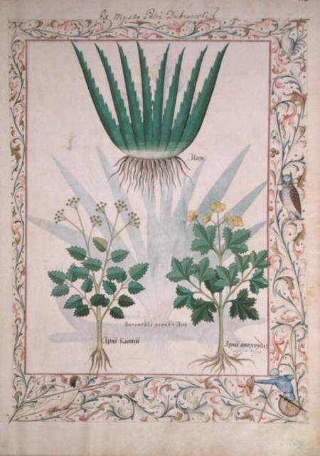 Ms Fr. Fv VI #1 fol.112 Aloe and Apio illustration from 'The Book of Simple Medicines' from Robinet Testard