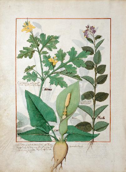 Ms Fr. Fv VI #1 fol.113v Greater Celandine or Poppy, Solanum or Nightshade, and Aron